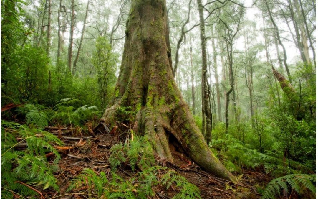 Our friends at @LiteFootPrints have started a forest working group to help protect precious native forests from logging. Solidarity across groups & movements at this historic time will help win this fight 💚
Get involved here>
lighterfootprints.org/new-forests-wo…
#Forests4Climate #EndLogging