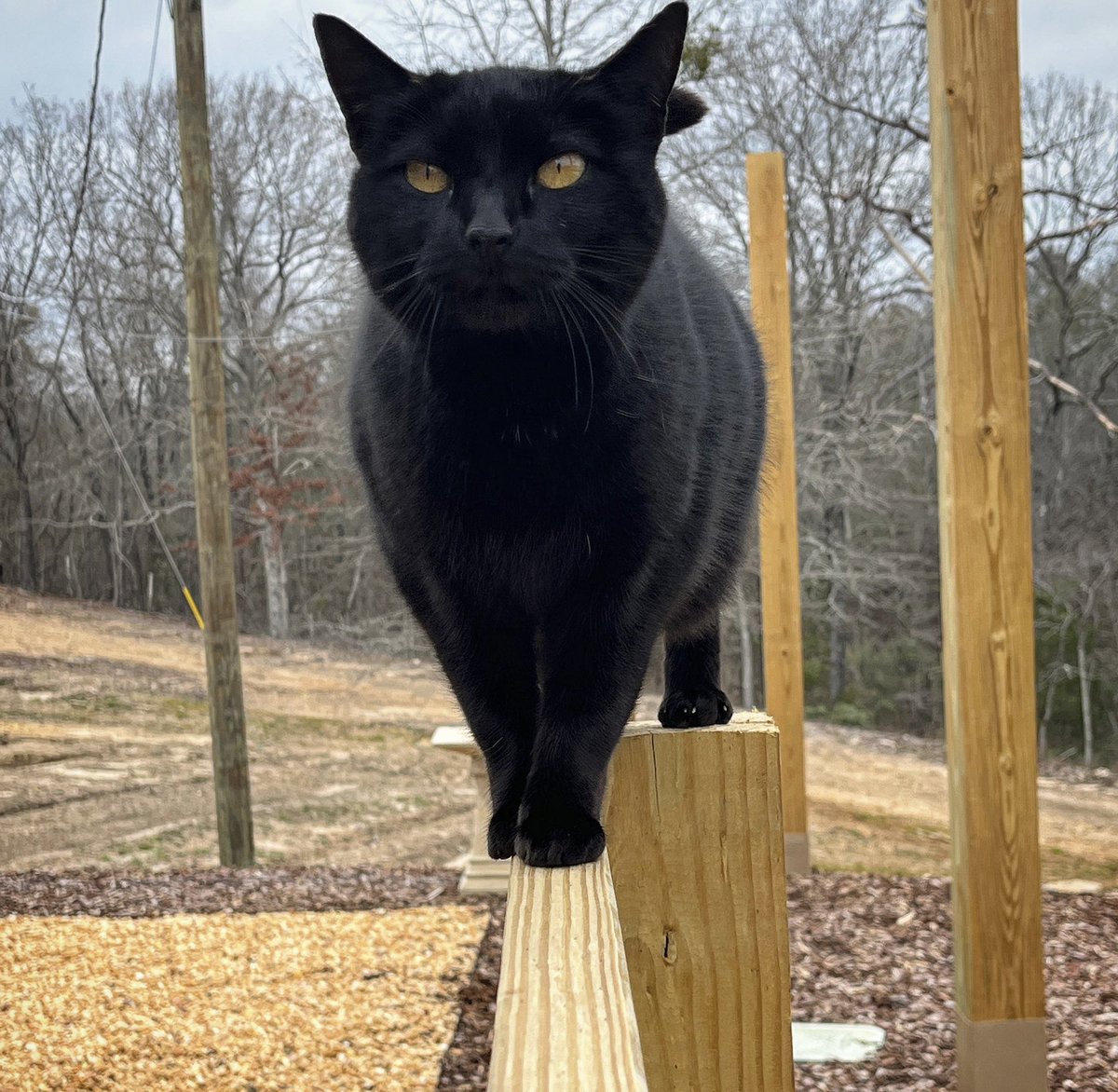 Tucker scored a Purrrfect 10 on the balance beam #farmcat #barncat