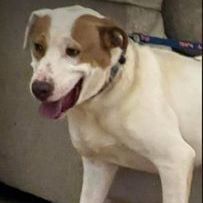adopt_a_dog_bot's tweet photo. Moose is a dynamic pooch, who can be found near Ferrisburgh, VT! Moose is a Mixed Breed, who thinks that they're a pretty big deal. #MixedBreed #dogsoftwitter #rescue #adopt #dog #Ferrisburgh #Vermont #VT https://t.co/xh4iHo27dU https://t.co/j617mBjEd8