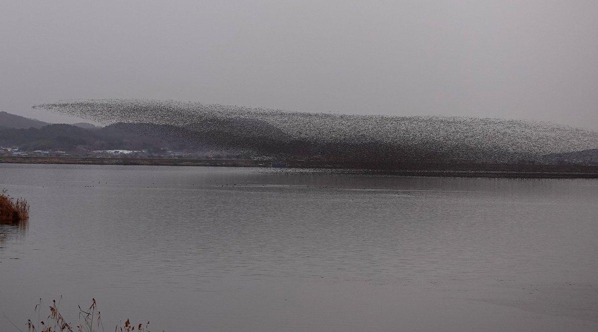 Belated birdwatching tour highlights from Dr Nial Moores at Birds Korea blog (Various Locations, January 3rd-26th, 2023): birdskoreablog.org/?p=26684