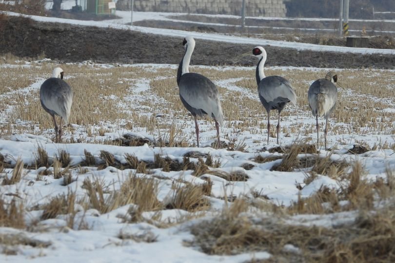 Belated post-Seollal bird news from Berhard Seliger at the Birds Korea blog: "Cheolwon – the vicious circle of habitat disappearance and bird feeding" birdskoreablog.org/?p=26722