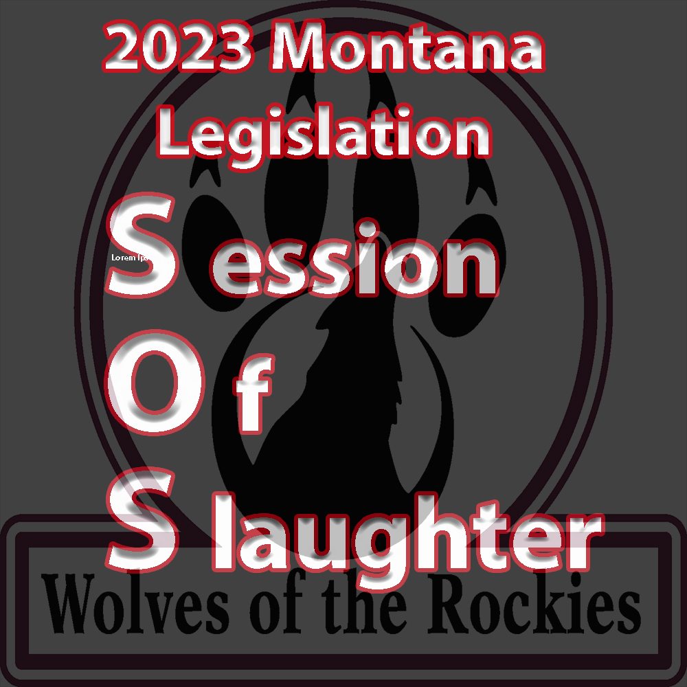 When this post makes its way to the Wolves of the Rockies' social media platform, we will be driving to legislation in Helena, Montana. This week's session is exceedingly filled with anti-wolf and wildlife bills.   We could not do what we do without your help.   Thank you all!