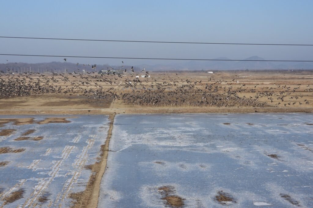 Belated bird news report at Birds Korea blog: "Bird Feeding and more in Gimpo, Siamri wetland and Yudo area" birdskoreablog.org/?p=26737