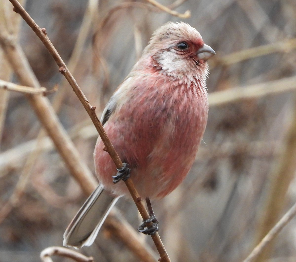 New blog post at the Birds Korea blog: "Birding in Seoul city: Baeksasil Valley, February 18, 2023" birdskoreablog.org/?p=26826
