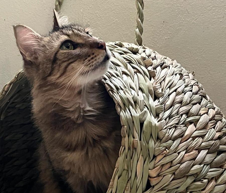 shirleybr86's tweet photo. Para todos mis amigos que tengan 🐱, hoy más que nunca hay que consentirlos porque es el #DiaMundialDelGato #DiaInternacionalDelGato https://t.co/wfez8Mpo1A