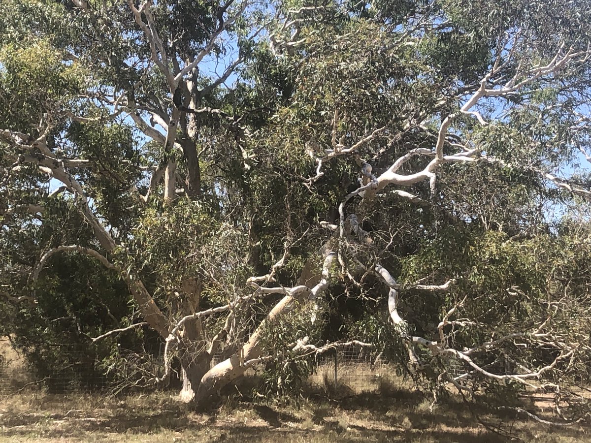 #LoveAGum - my horses, wild birds & the artist within me love this tree with its shade, perches and those lovely twisty cream branches…a treat for #EucalyptoftheYear