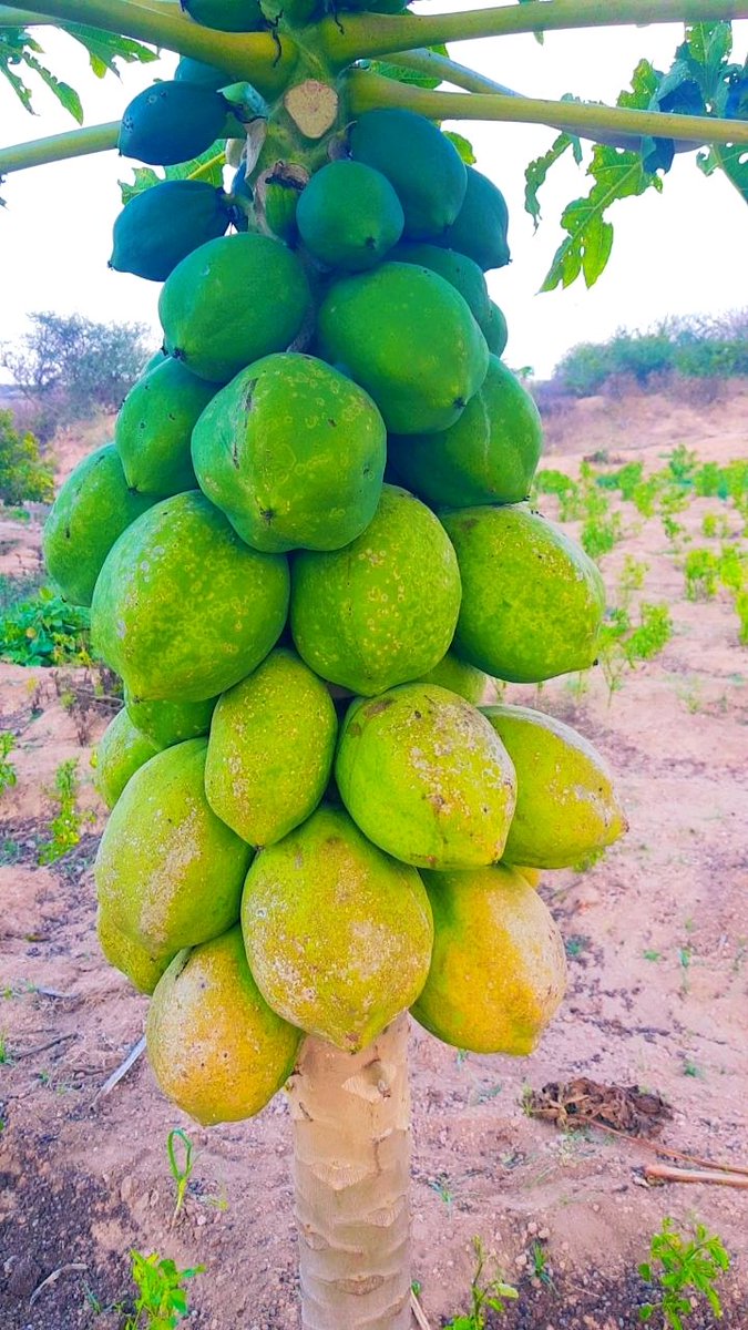 nuuxmaxamed1's tweet photo. Papaya Production 
#Adaadley District 

#Zeropoverty https://t.co/9VCNAcGj15