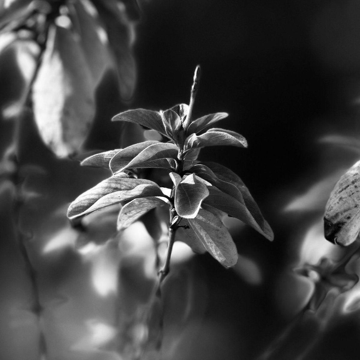 mananchrome's tweet photo. in depth of living.

#depth #flowers #life #blackandwhitephotography #mananchrome https://t.co/xFERydnWDD