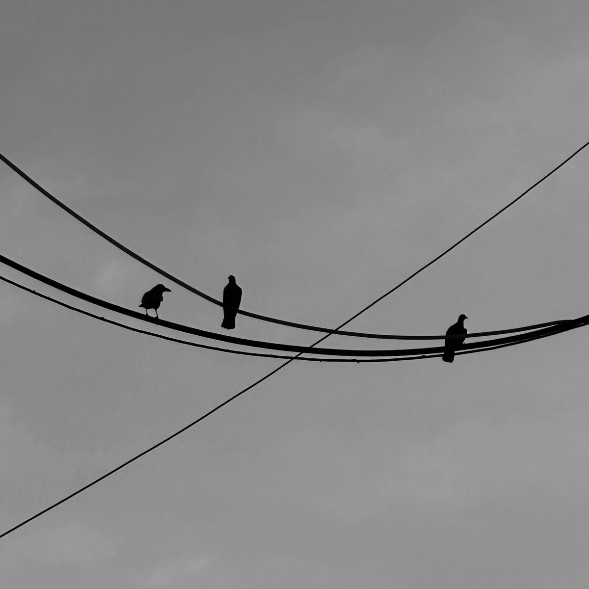 mananchrome's tweet photo. count me in for a solitude party.

#solitude #birds #blackandwhitephotography #sky #mananchrome https://t.co/qFM5Aer4Kr