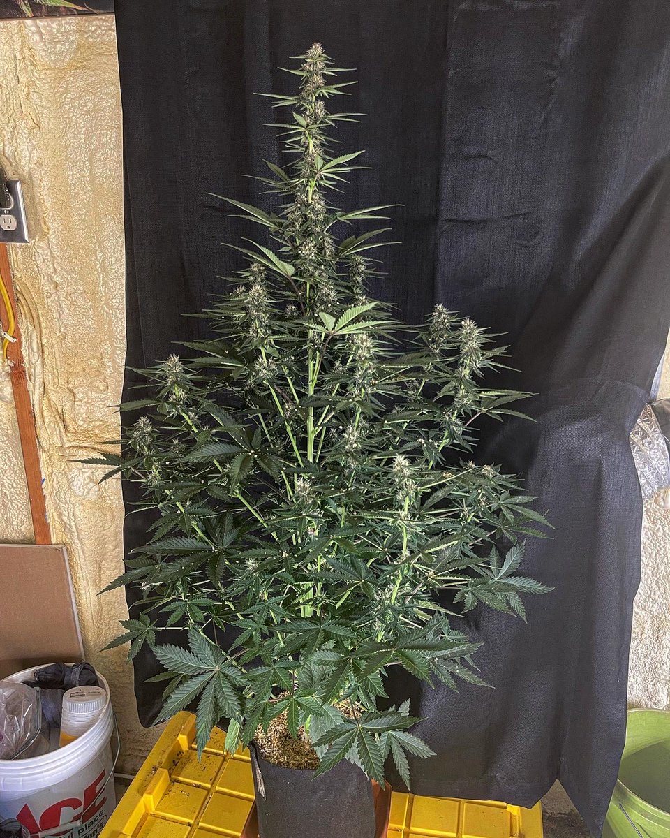 Little update on the outlier (different expression) Moth Man sisters. These three really have my attention. With the largest, pictured 1st, being 48.5in (just over 4 foot tall) in 2 gallons of soil. They are at exactly 8 weeks old today, Day 1 was 12/26/2022.