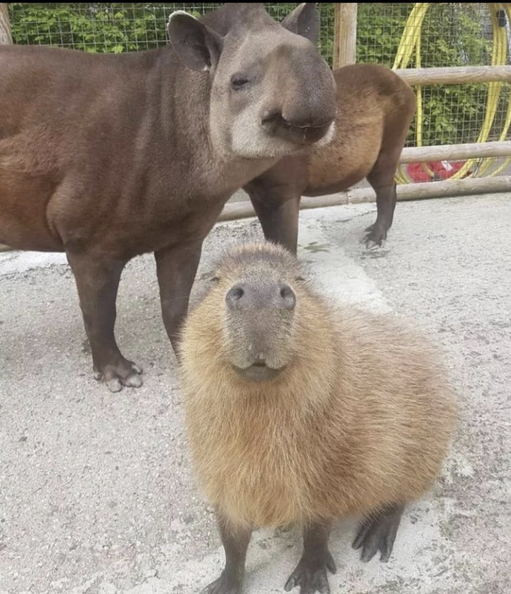CAPYBARA_MAN's tweet photo. is this.. gort’s father? https://t.co/vbpIsBqy1b