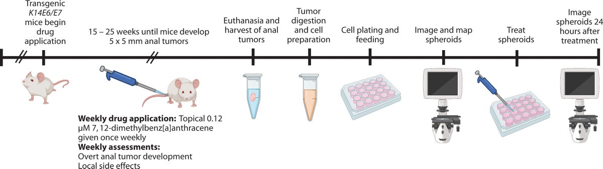 DCRjournal (@dcrjournal) on Twitter photo Protease inhibition used to treat HIV in humans shown to be effective in treating anal cancer spheroids derived from transgenic mice expressing human papilloma virus oncoproteins. Future phase I trial planned. bit.ly/3xoySRz
<a href="/CarchmanEvie/">Evie Carchman</a> @HillaryRJohnson <a href="/WiscSurgery/">UW-Madison Department of Surgery</a> Protease inhibition used to treat HIV in humans shown to be effective in treating anal cancer spheroids derived from transgenic mice expressing human papilloma virus oncoproteins. Future phase I trial planned. bit.ly/3xoySRz
<a href="/CarchmanEvie/">Evie Carchman</a> @HillaryRJohnson <a href="/WiscSurgery/">UW-Madison Department of Surgery</a>