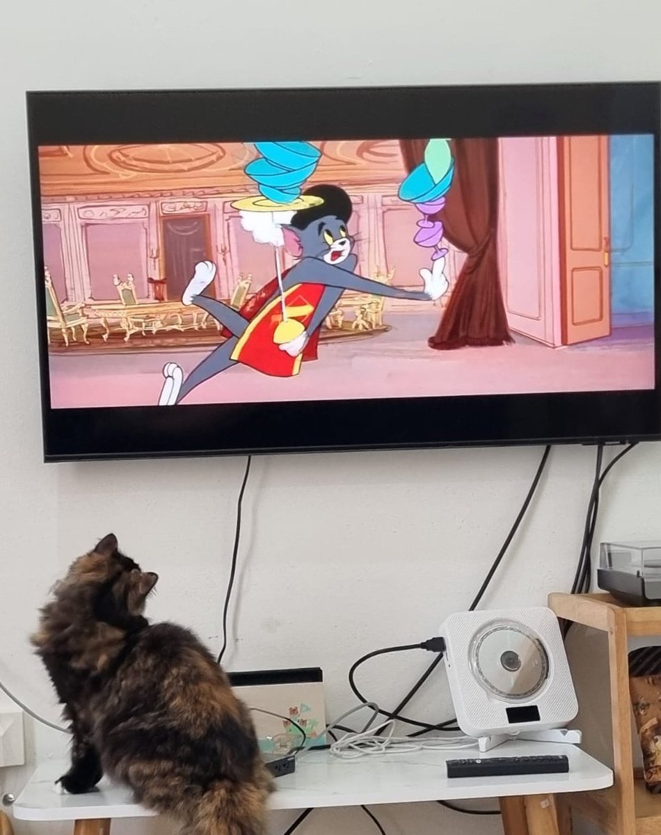 kiwisikucing's tweet photo. Kata mbak aku harus belajar jadi kucing beneran. Jadi aku disuruh nonton ini https://t.co/a5p5jasIIz
