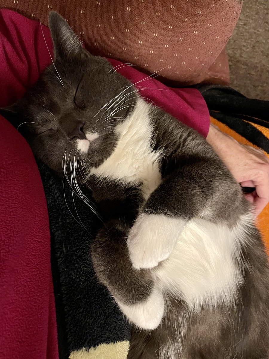 runswstilettos's tweet photo. Paws for effect. #cat #cats #tuxedocat #paws #pets #love #family #whitepaws #sheltercat #foreverhome #animalrescue @LindseySlaterTV @Mark_Baden @SarahP14972949 https://t.co/wyCry98WPq