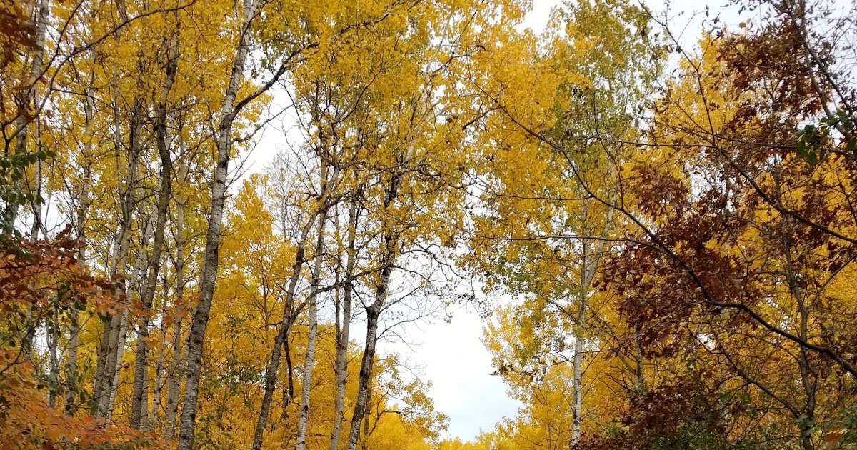 Day hiking trails on twitter fall color hikes abound in st cloud mn