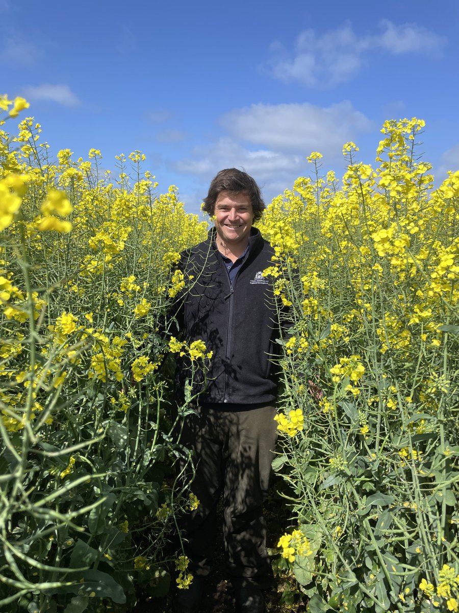 DPIRD Broadacre - WA Grains & Livestock tweet media