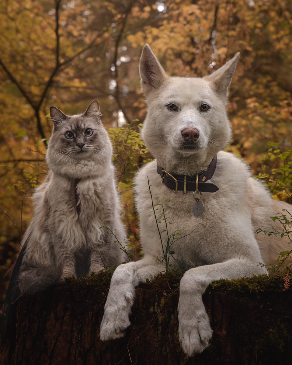 Happy #NationalLoveYourPetDay everyone! Feat. Gilbert Anchovy. Give your pets an extra smooch today. 😘😘

#dogsoftwitter #catsoftwitter #LoveYourPetDay