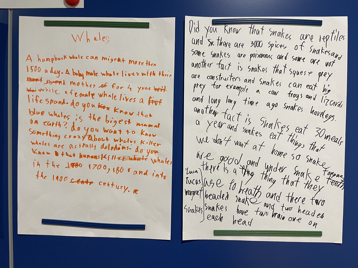 G3 students did a great job learning from mentor texts on how to write powerful introductions. They worked in groups and drafted their own group introduction for their animal research in a fast and furious way! #StamfordHK #CognitaWay #StamfordShines