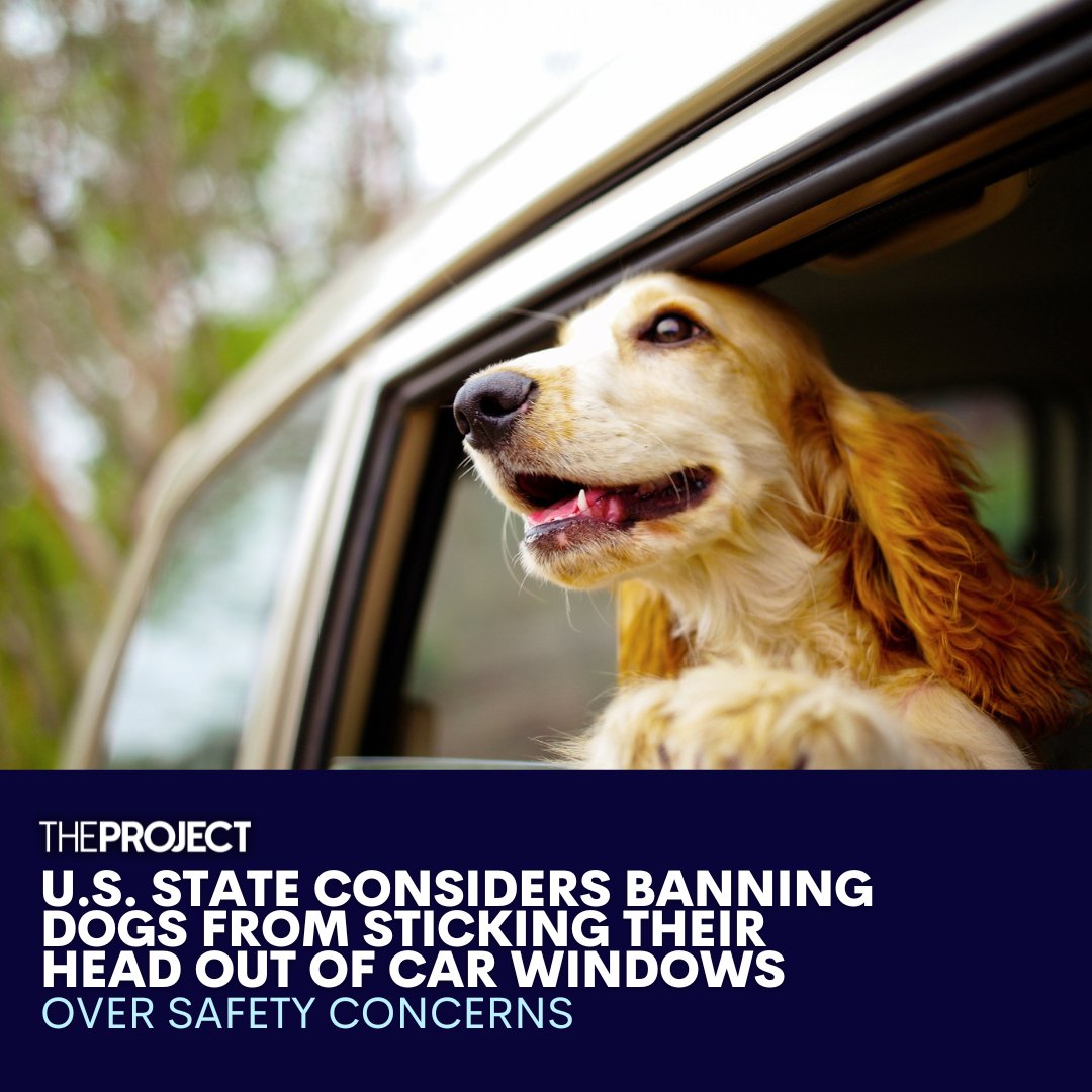 The Project on Twitter "Florida is considering banning dogs from(02)