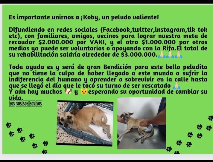 AntoAleCastaed1's tweet photo. Apoyamos ya sea por medio de la Vaki o con la rifa 🙏🙏🙏 https://t.co/iA40mRhR9H