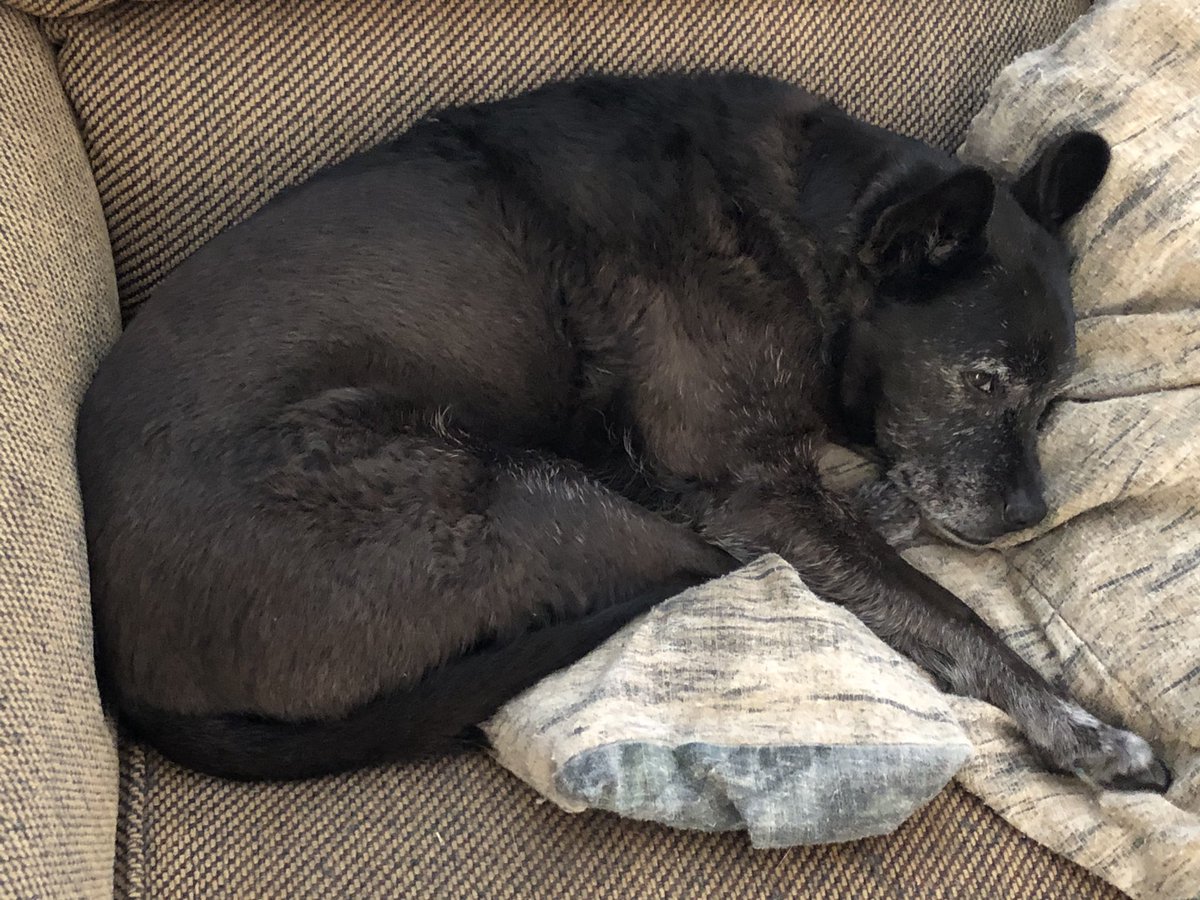IamBillGarland's tweet photo. @BigelowBethany Here’s Mickey! She is a 14 yr old healer cross. #PushyPup #QueenMickey #SeniorDogsRule https://t.co/cd9PpbAReN