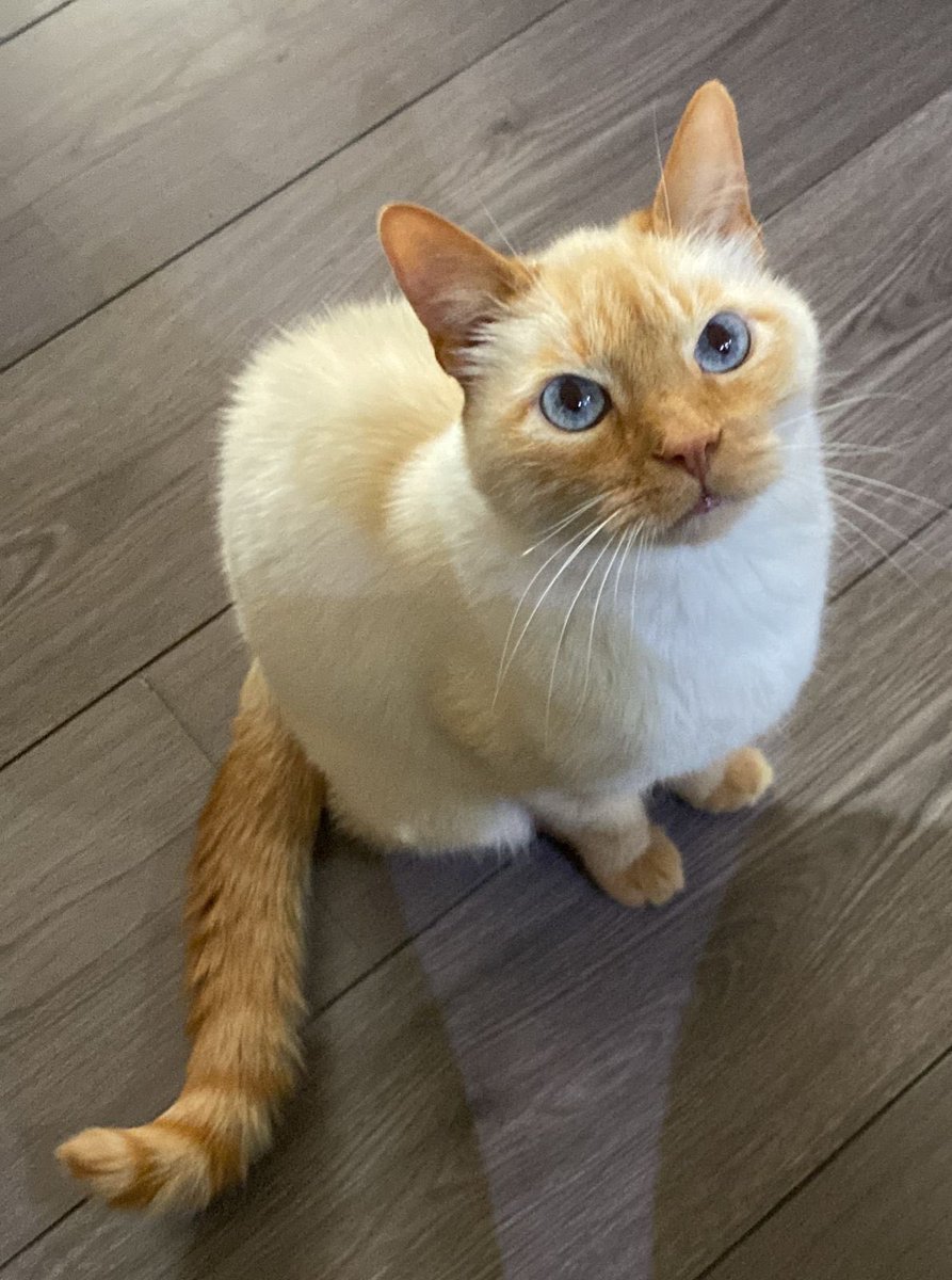 9Angie3's tweet photo. #FibraMovistarGolden el Gato más lindo de la LVP @LVPcolLoL https://t.co/YQTkvc45Hu