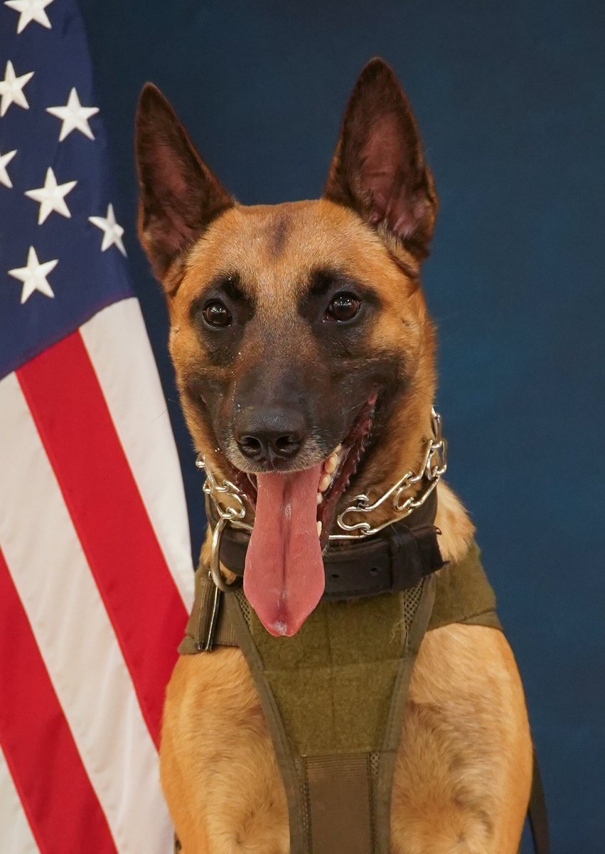 Congratulations to the newest New Castle County Division of Police K9’s for graduating their training. Have a great first day on patrol Atlas, Nova, Fiasko and Nox!

#nccpd #nccde