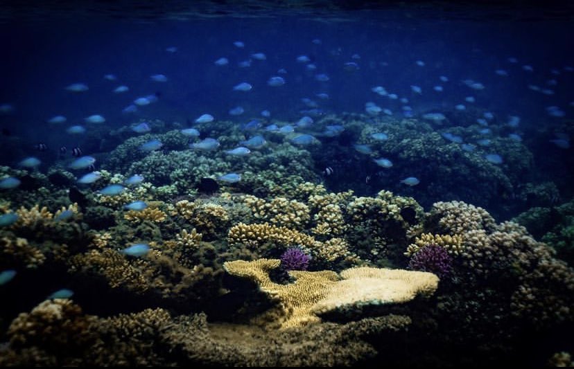 Corals 4 Conservation tweet media