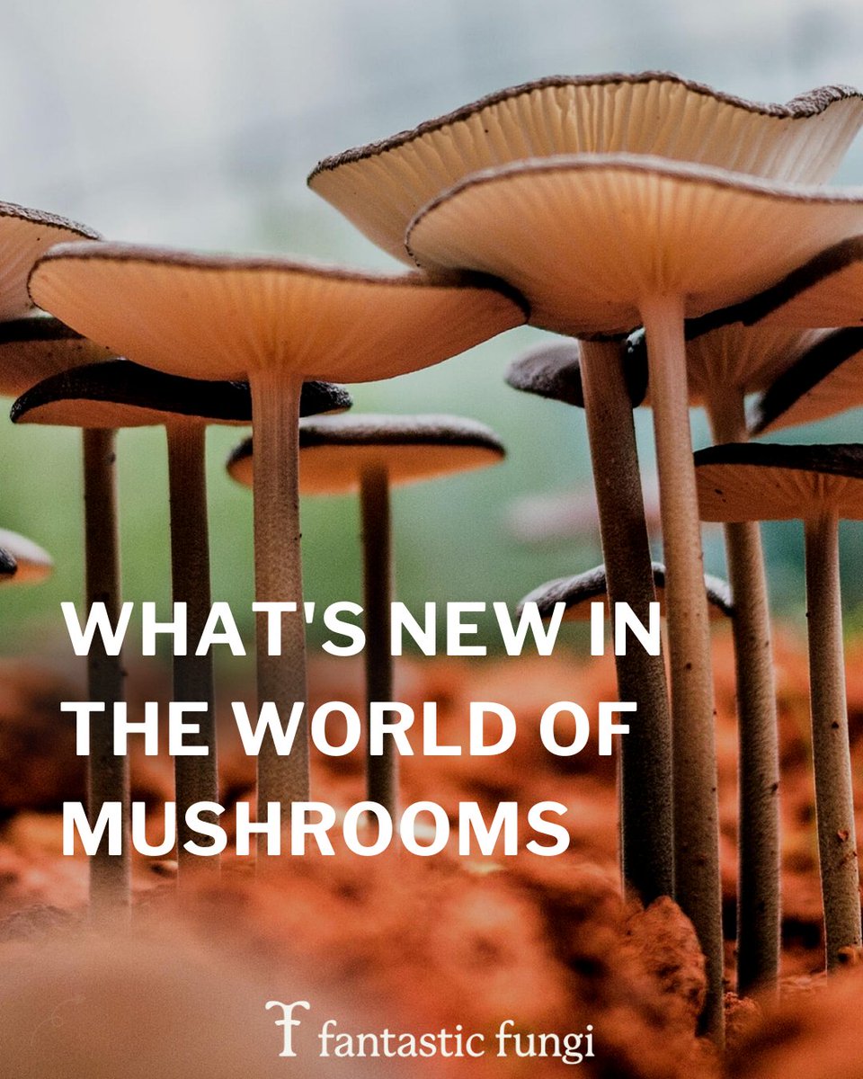 Fantastic Fungi on Twitter "We’re excited to watch as more people