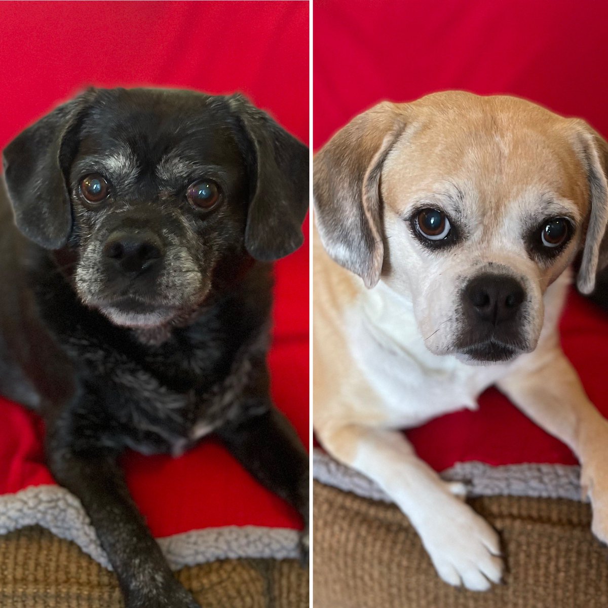 Keith_Kelly's tweet photo. Celebrating #NationalLoveYourPetDay with Wanda & Sophia! ๐พ๐ถ #Puggles #PuggleLife #PugglesOfBuffalo #BeaglePugMix #DogsofBuffalo #HalfSisters #SameMomDifferentDads https://t.co/uHvFAhcABx