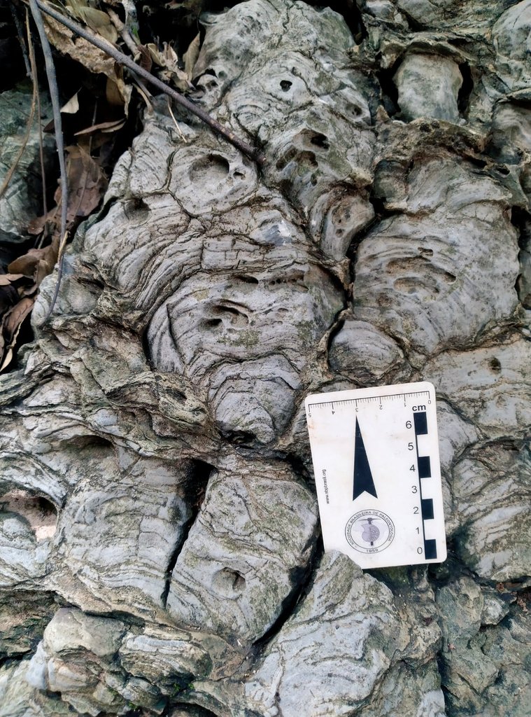 palaeodaniel's tweet image. Started my path in paleo studying stromatolites 🦠 and they remain as fascinating as ever...I often dream about microbialites being found at shores of Jezero Crater by the #PerseveranceRover.

Interesting carbonate deposits have been detected from orbit...who knows! #astrobiology