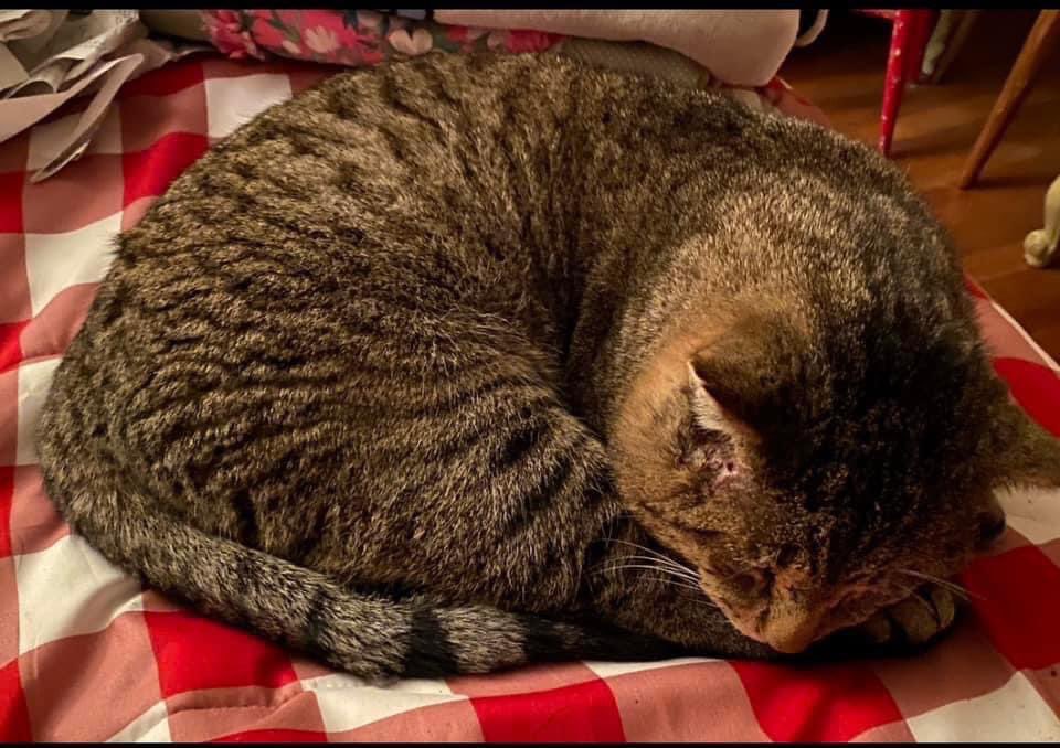 futurewriter13's tweet photo. Happy #LoveYourPetDay! I loved celebrating with Shadow when we came home from our trip today!
#CatsOfTwitter #meow #shadowstories #shadowtails https://t.co/mbnlQ1cqag