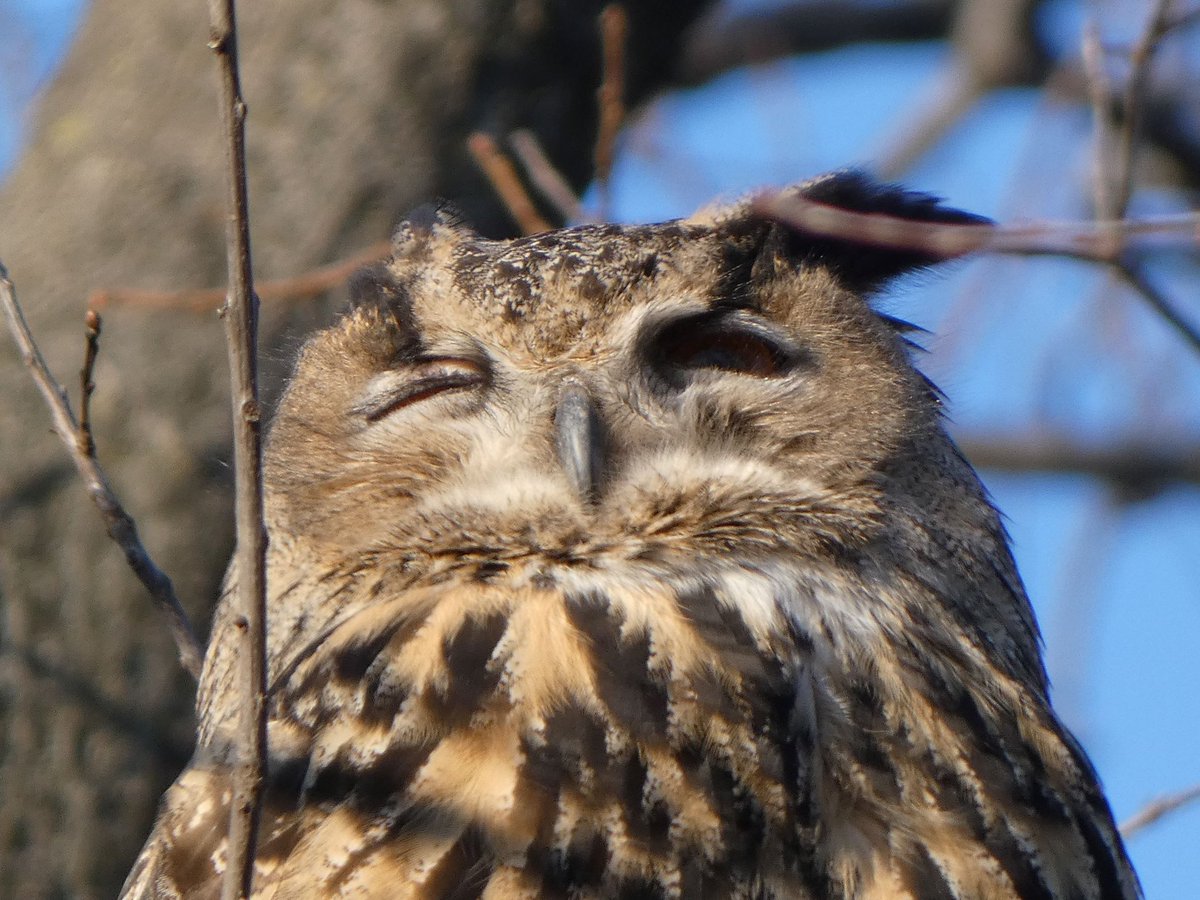 Wonderful afternoon with Flaco in the North Woods #birdcpp #birdwatching #birdsofcentralpark #owl