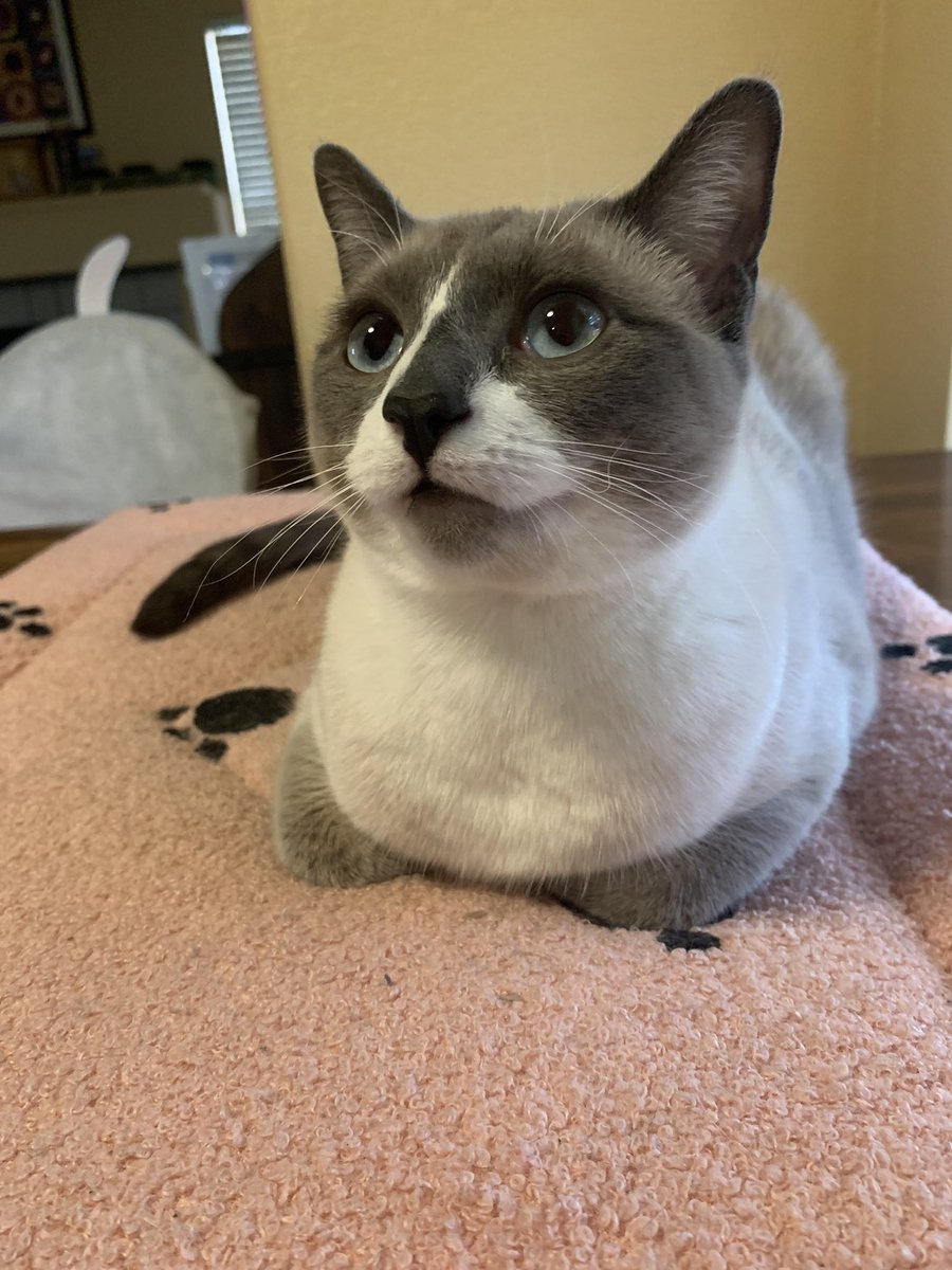 A little late, but happy #kittyloafmonday !