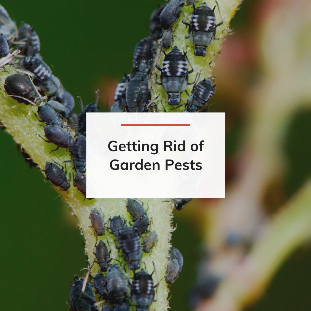 preferredpestoc's tweet photo. Considering starting a garden? I've shared an article that discusses common garden pests and how to get rid of them!  via: https://t.co/u72CjsfJ0I https://t.co/aABLmWhkKQ