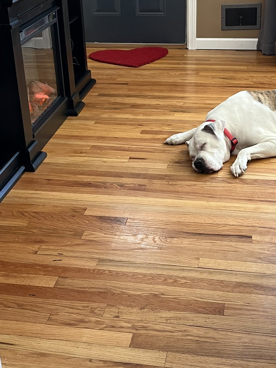 happy4ten's tweet photo. @solitairecash Best dog ever! https://t.co/NYE3334cI5