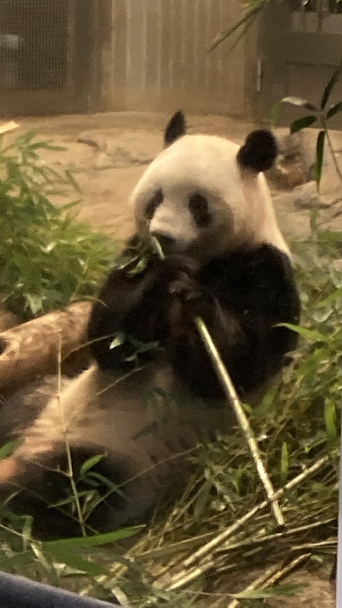 ふなゆき tweet media