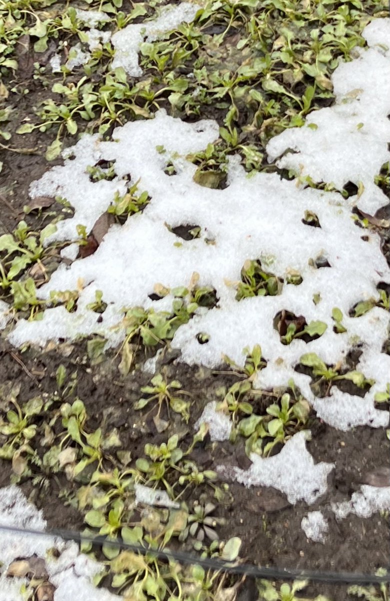 Pennycress a winter annual oilseed crop under development by the U of Minnesota’s Forever Green  Initiative is providing soil protection on Feb. 17 2023 as the snow melts