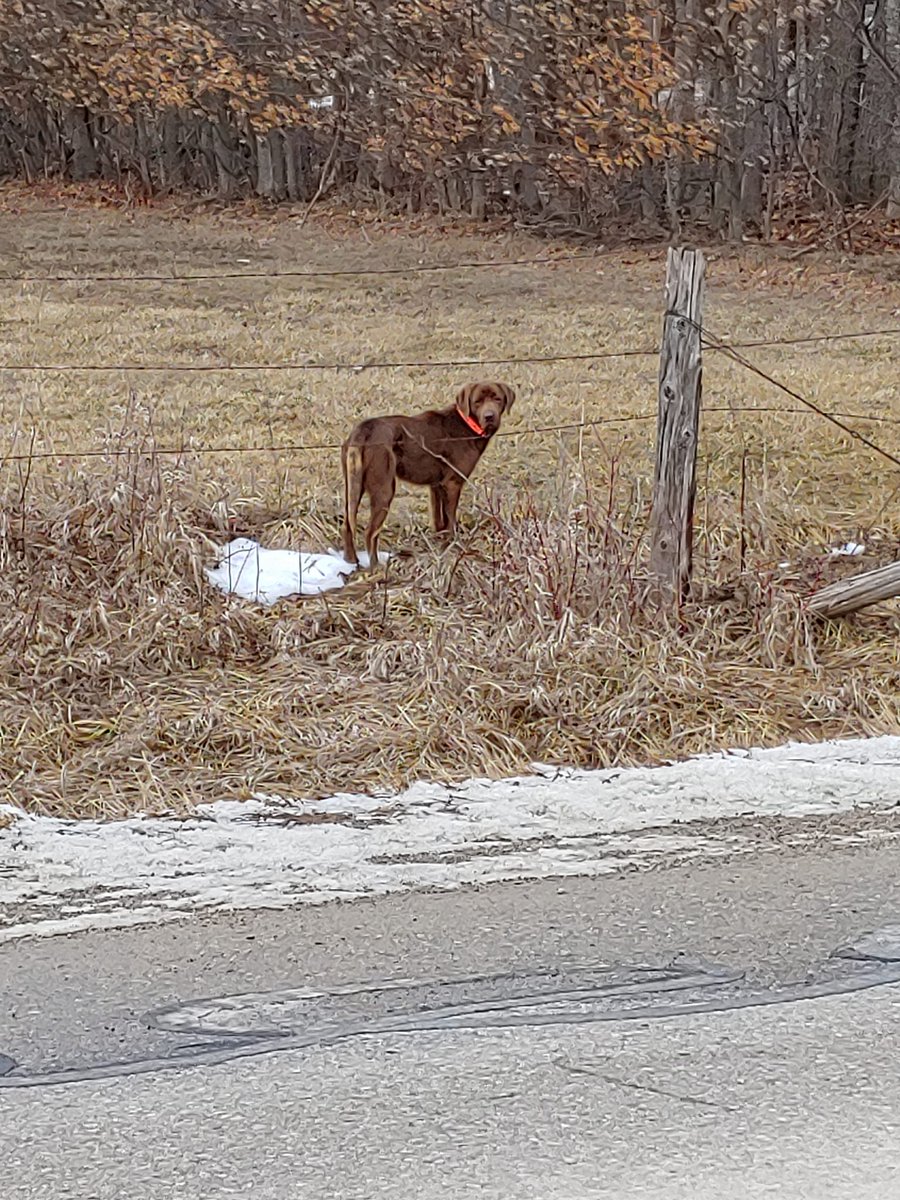 GuelphLostPets's tweet image. SPOTTED - not secured. This brown short hair dog was seen in the #Eramosa-#Garafraxa Townline at 4th line just outside #Fergus on Feb 18 &amp;amp; 19. Wearing orange collar. May be lost or live in area. Any info let us know.