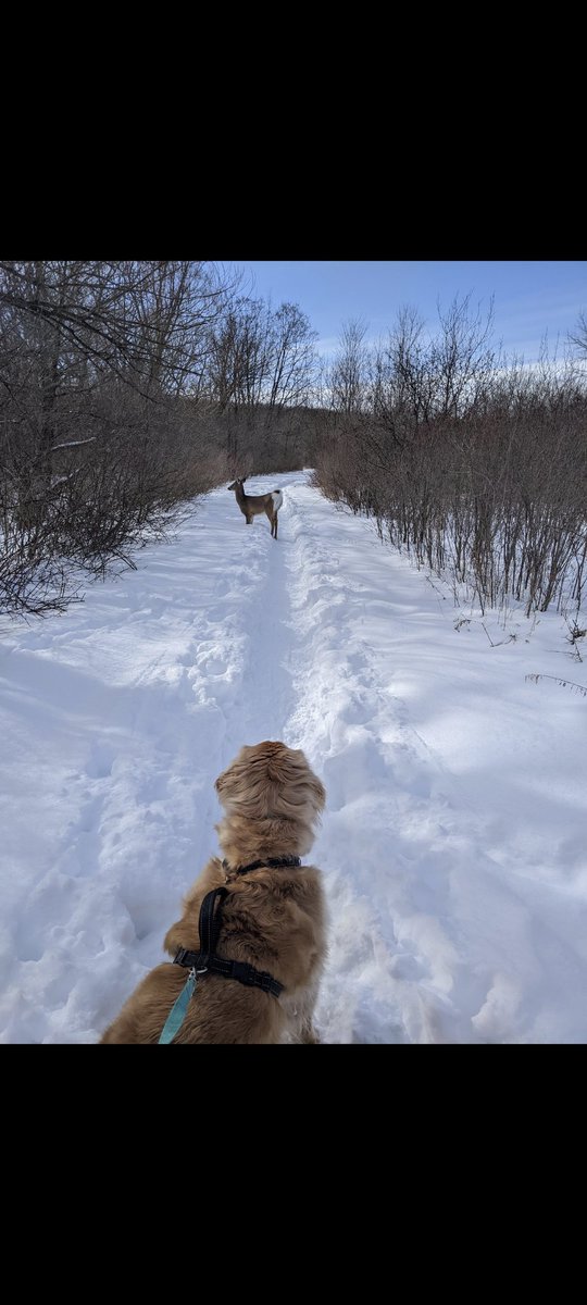 @USGeocaching A5- I only take the geodog with me if I know the weather will be super nice and not muddy. It will usually be on a well defined trail. #USGeocachingHour