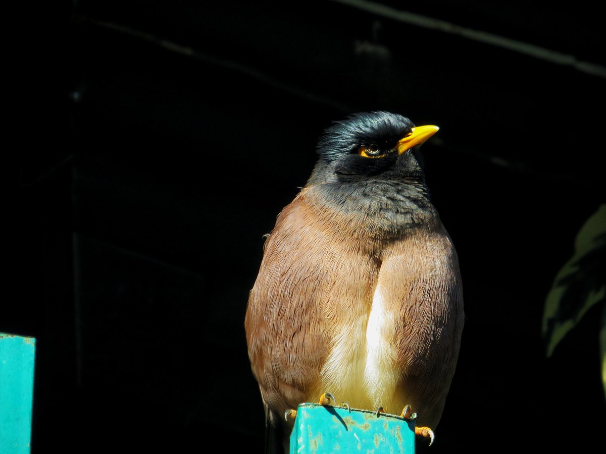 Common myna or Indian myna 
#birdwatching #birds_adored #birdsmatter  #natureinfocus #birdsofindia #sharetheview #IndiAves  #birdwatching #birder #TwitterNatureCommunity #ThePhotoHour #NaturePhotography #BirdTwitter #indianbirds #canonphotography #BBCWildlifePOTD