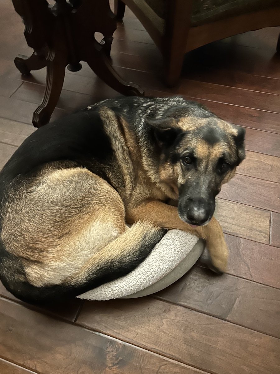 Kaia is sitting on the puppy bed. Should I tell her she’s a bit too big for it?