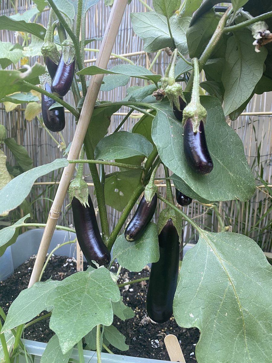 Janice_Vaz_'s tweet photo. Wohoo! I couldn’t “Bee” more proud! The award for the most hardworking individual goes to these #bees! See the beautiful #eggplants they pollinated 🐝
#HomeGarden #pollinators #growyourfood #dinnerready https://t.co/7tlbRfFYqs