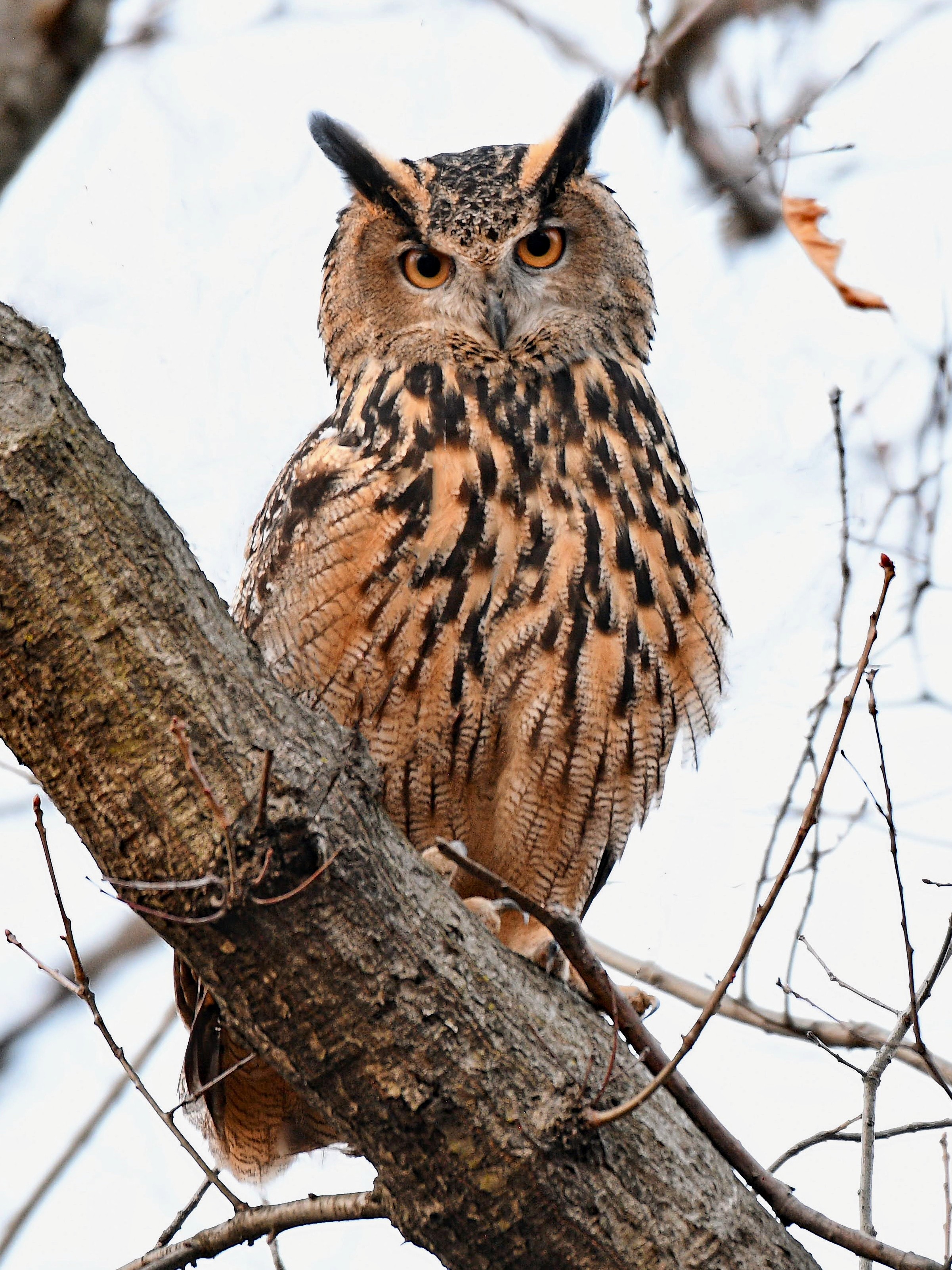Manhattan Bird Alert on X: "It was great to see Flaco the Eurasian Eagle-Owl  in a new area of Central Park for him, the North Woods, this Monday  evening. https://t.co/HI8ubKyTri" / X