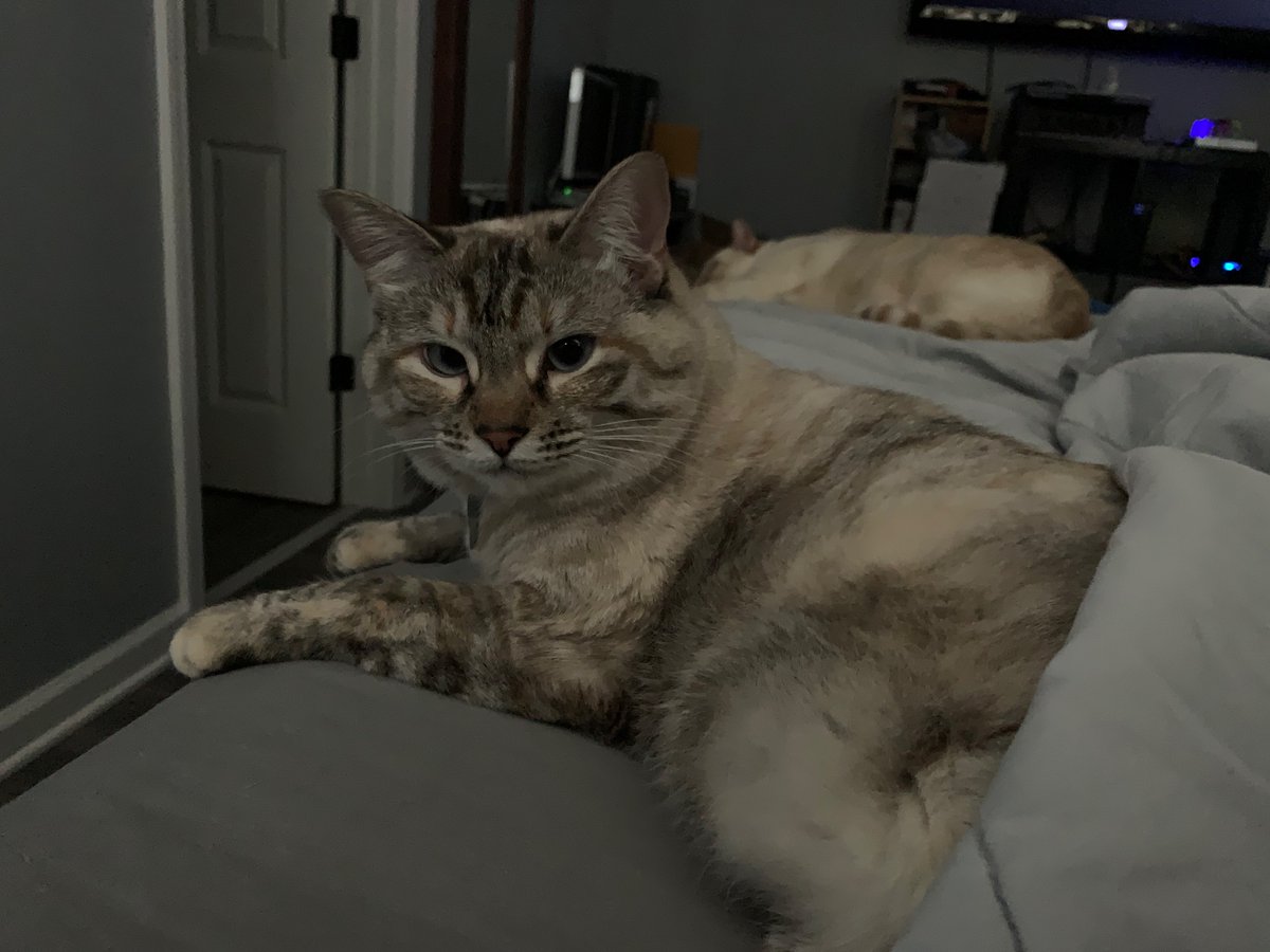 J_alvin's tweet image. How my day started.  

#NightShiftLife #CatsOfTwitter #Caturday