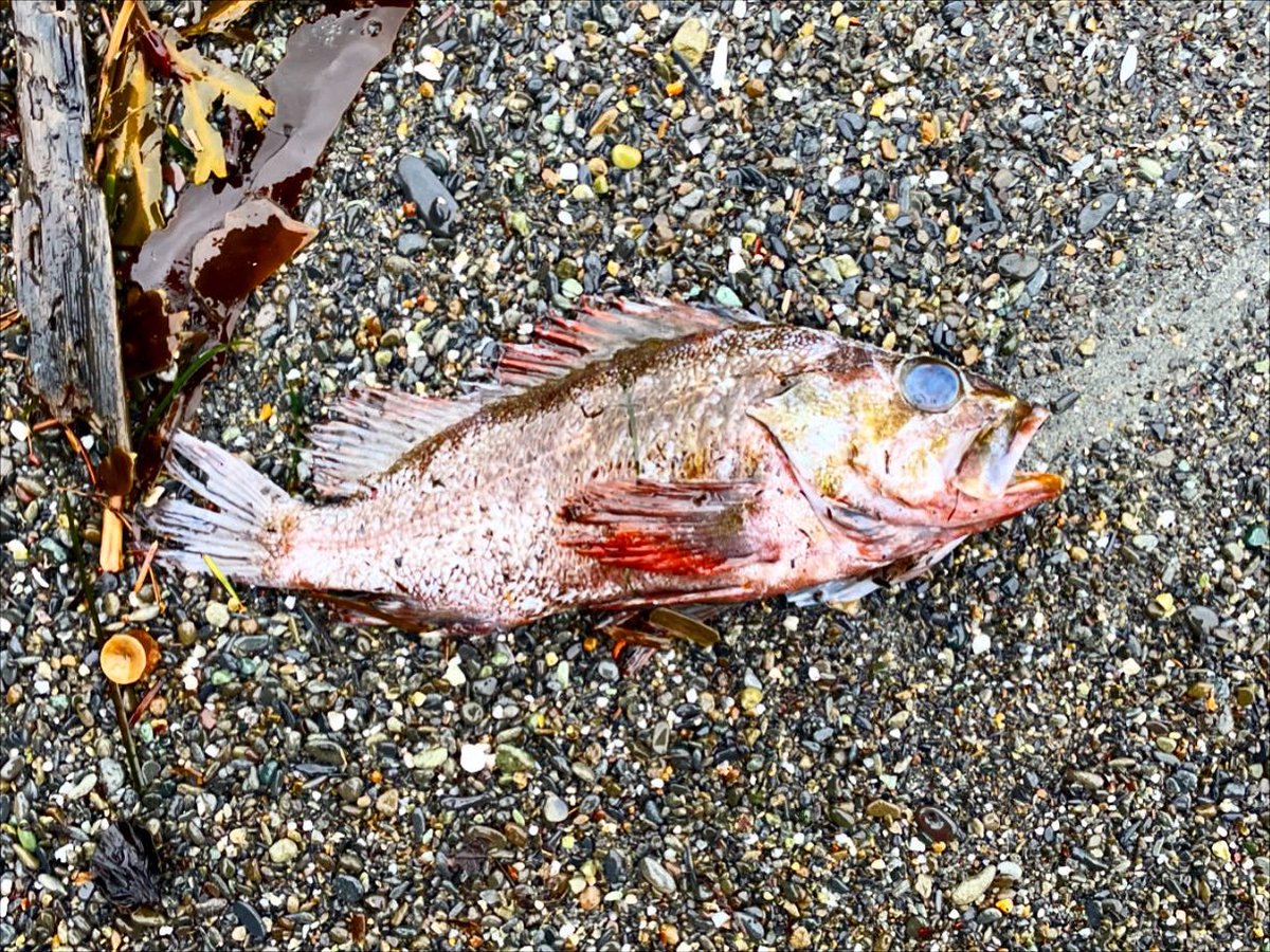robcasey's tweet photo. Beach finds today on Freshwater Beach west of Port Angeles, Wa #pnw #foundart https://t.co/Nz1R4RKNC9