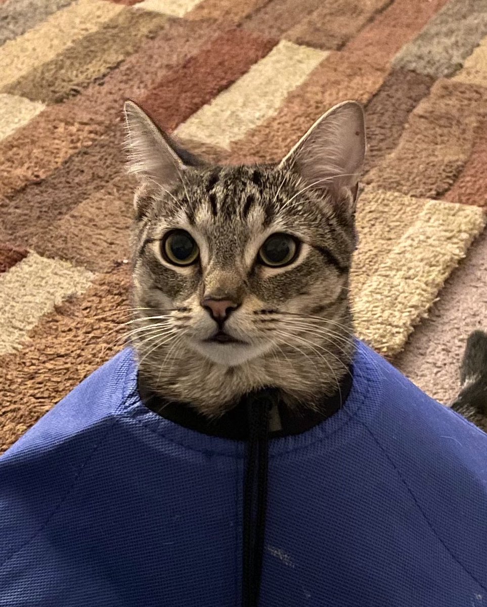 feederofcats's tweet photo. no thoughts just want chicken nugget real bad https://t.co/wUf7qykREN