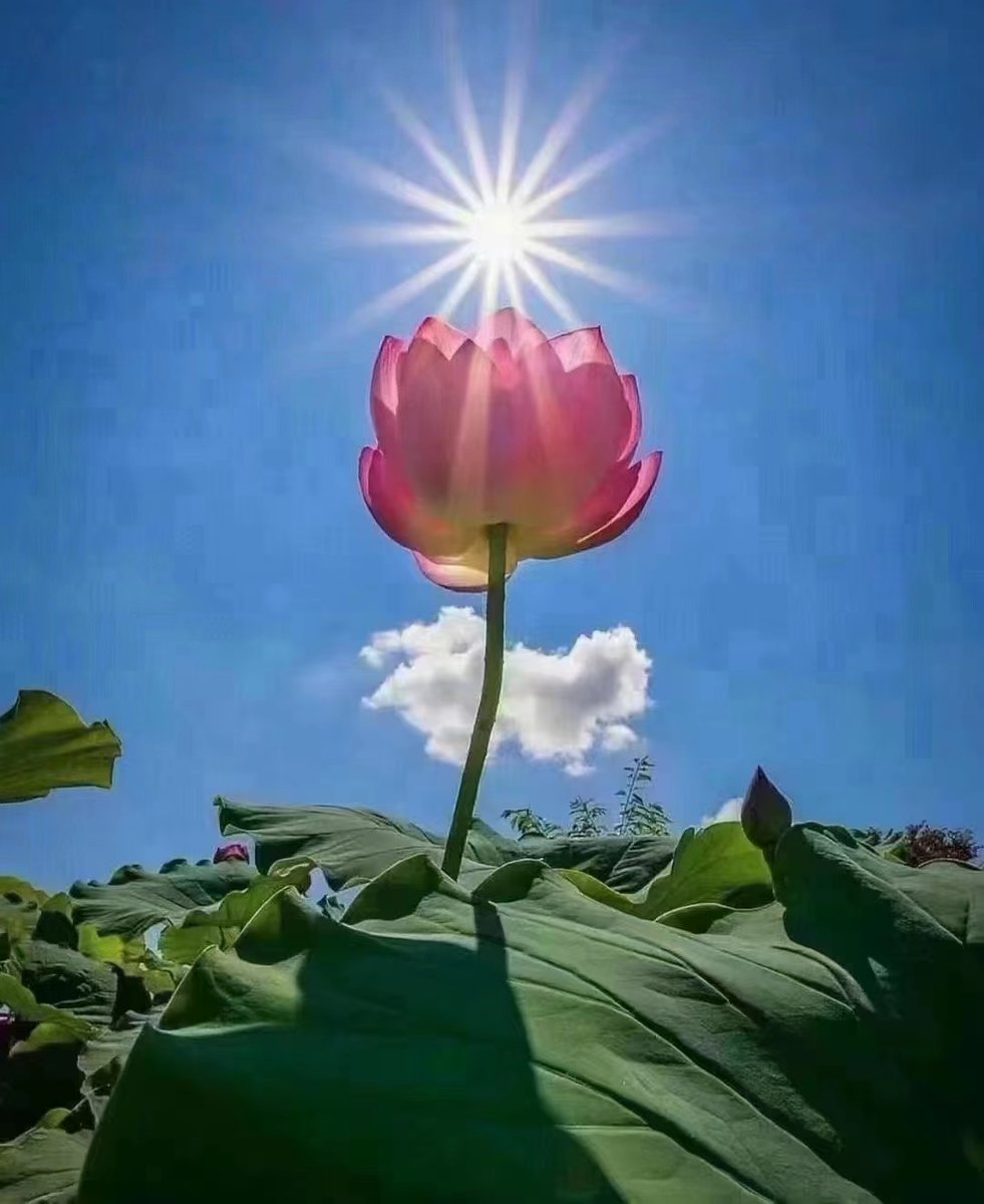 Yuting79143969's tweet photo. Today's hard work is a foreshadowing of luck,
Today's dedication is tomorrow's flowers,
Let us work hard with hope,
Waiting for the good to appear https://t.co/8gDVdeooM4