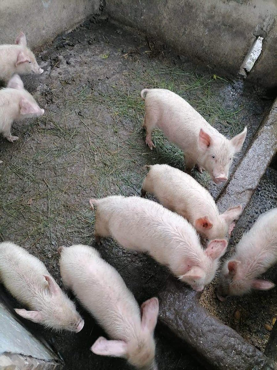 Agric_young's tweet photo. My name is Sanele Nyandeni (23), I am a farmer from Newcastle, in KZN. I own Vumisa #Piggery. I have a 240-hectare farm. I started piggery #farming last year, in 2022, and I am producing and selling pigs. 0848000723

#agriculture #NationalShutdown Apartheid #agribusiness #farmer https://t.co/xAEBsgxMnw