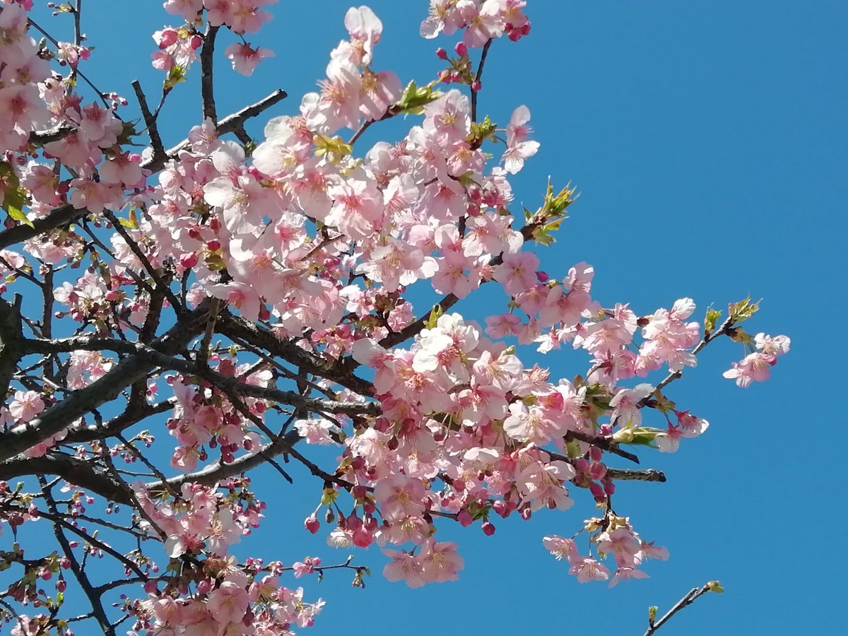 「河津桜と蝋梅きれい 」|みほのイラスト